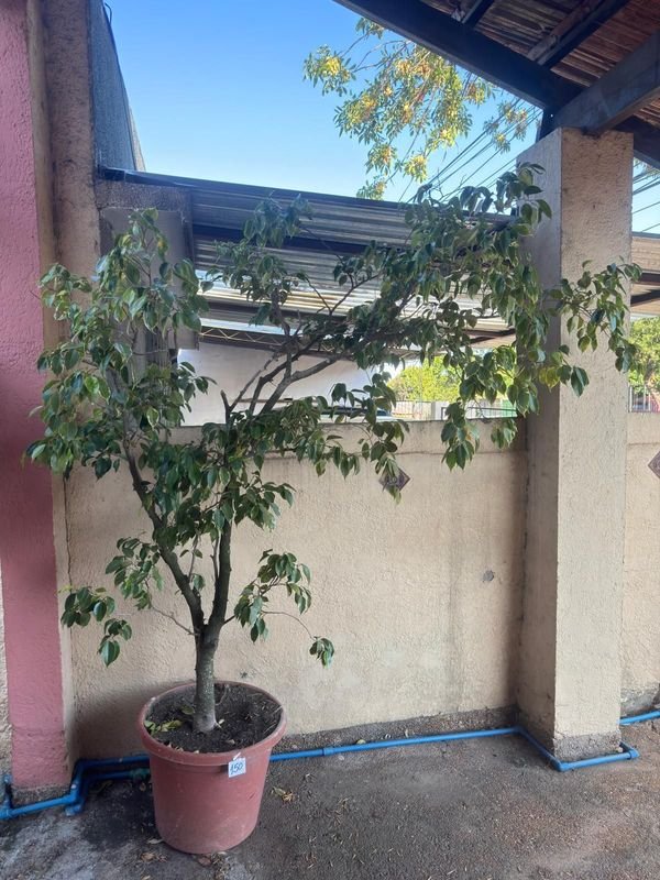 Item 892406 - Image 0