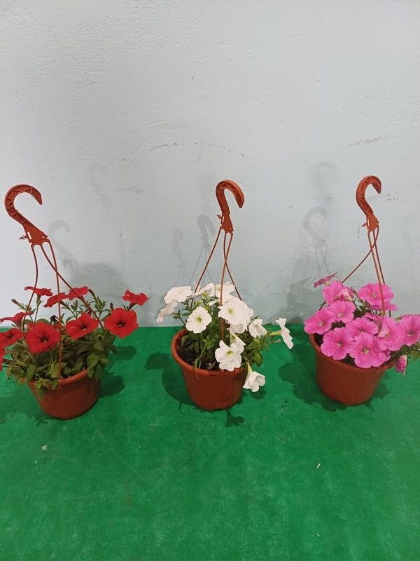 Item 848678 - Image 5