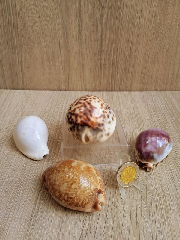 Item 884181 - Image 0