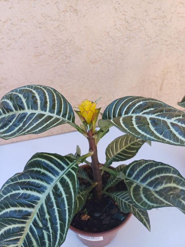 Item 929909 - Image 0