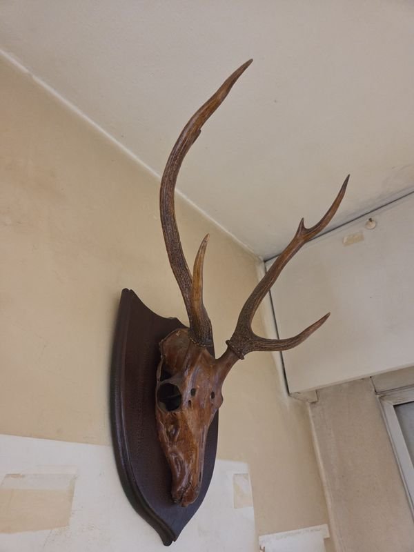 Adorno de pared con cráneo de ciervo y astas naturales - imagen 2