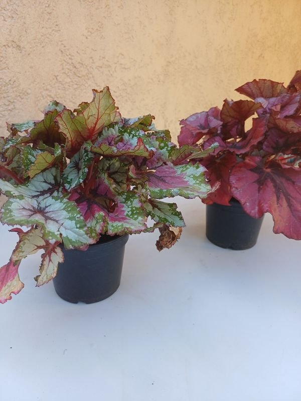Begonias Rex en venta - Plantas exóticas y decorativas - imagen 3