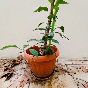 Planta Palo de Agua o Tronco de Brasil, 160cm de Altura - imagen 2