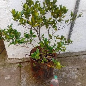 Lote anterior: Jazmín del Cabo Injertado con Pimpollos - Planta Ornamental