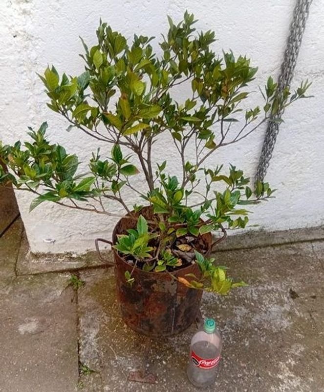 Jazmín del Cabo Injertado con Pimpollos - Planta Ornamental