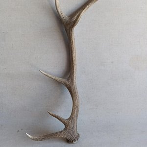 Guampa de Ciervo Grande - Decoración Rústica - imagen 3