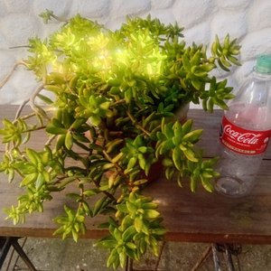 Lote siguiente: Sedum Dorado o Cobre - Planta Suculenta en Maceta de 2 Litros