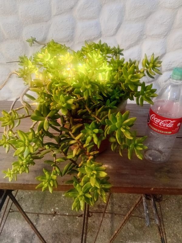 Sedum Dorado o Cobre - Planta Suculenta en Maceta de 2 Litros