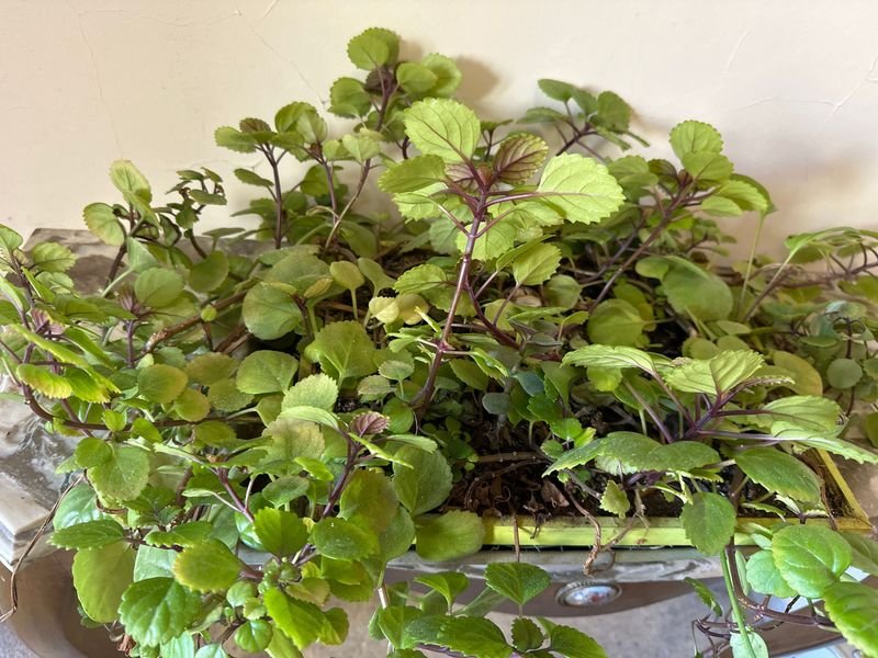 Item 894989 - Image 1