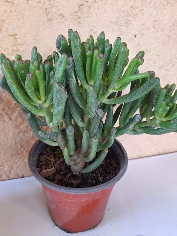 Item 870086 - Image 0