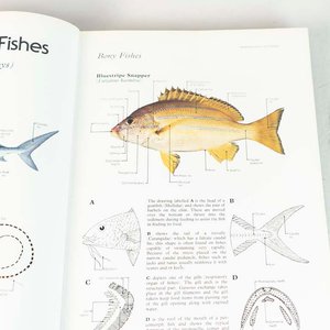 Libro "Red Sea Reef Fishes" por Dr. John E. Randall, Tapa Dura - imagen 2