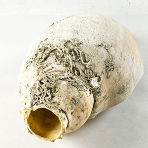 Caracol Marino Grande Blanco y Beige - 35 cm - imagen 2