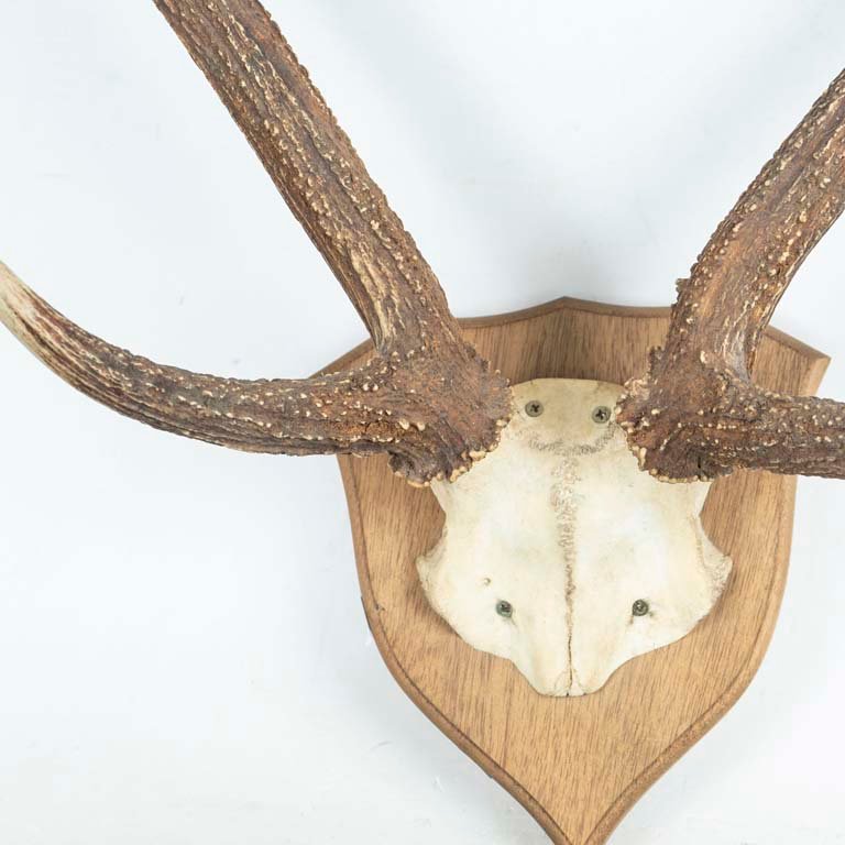 Adorno astas de colgar con forma de antleres - imagen 2