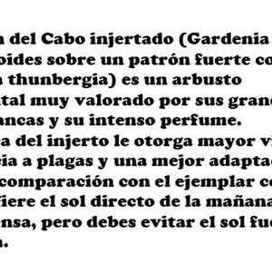 Jazmín del Cabo Injertado con Pimpollos - Planta Ornamental - imagen 2