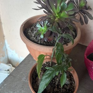 Lote anterior: Dos Plantas en Macetas de Barro