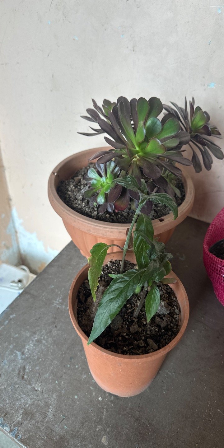 Dos Plantas en Macetas de Barro