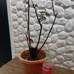 Rosal en Maceta con Flores Rosadas y Botones - imagen 9