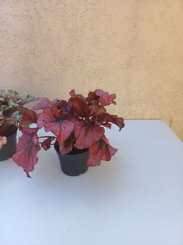 Begonias Rex en venta - Plantas exóticas y decorativas - imagen 6