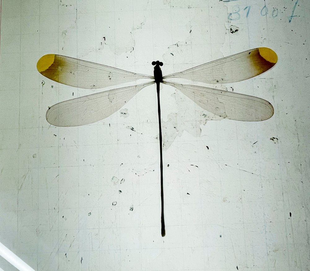 Item 495779 - Image 2