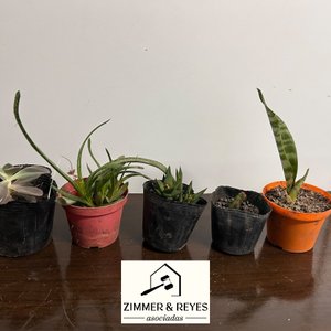 Lote de 7 Plantas Suculentas y Cactus en Macetas - imagen 4