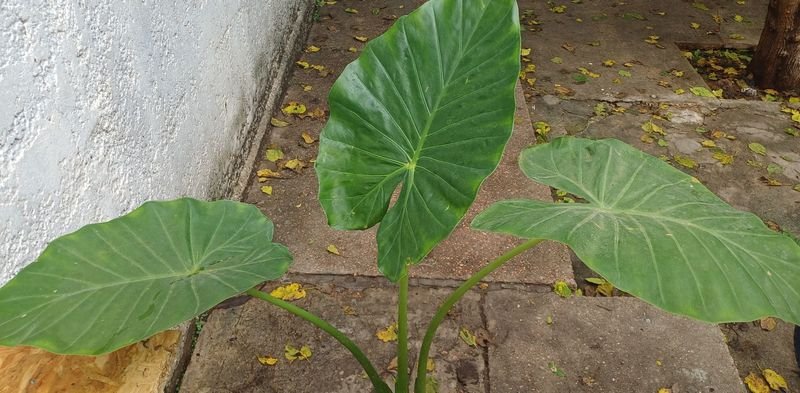 Planta de Oreja de Elefante en Venta - imagen 2