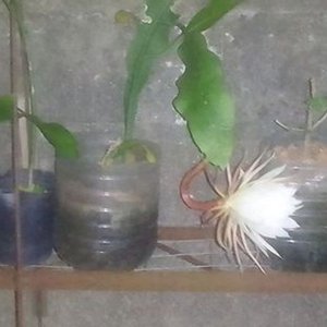 Planta Epiphyllum "Ilusión de Novia" en Maceta con Botella de 2 Litros - imagen 6