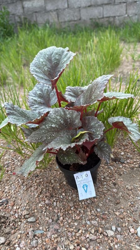 Begonia Hoja Gris: Planta en Maceta con Hojas Verdes