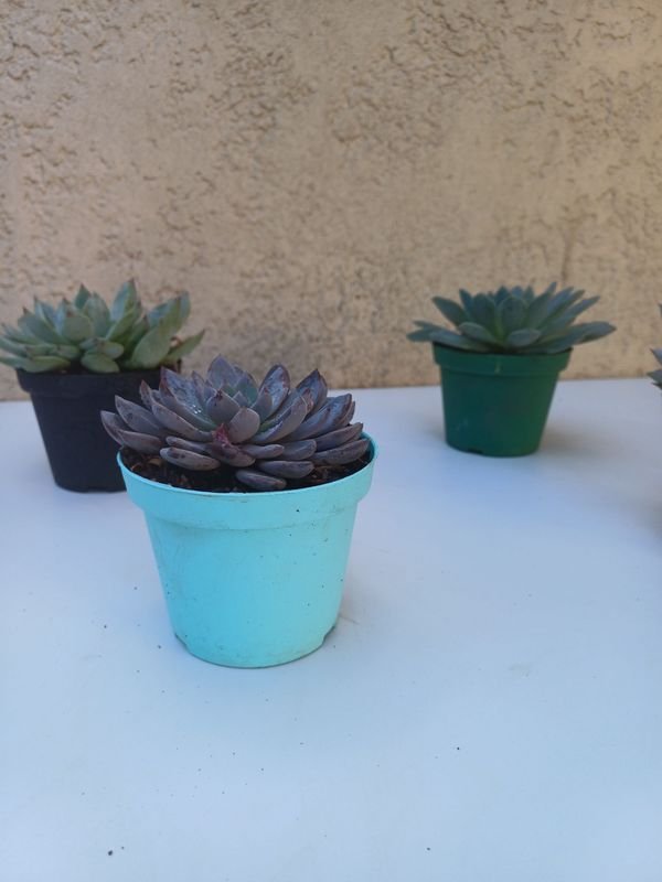 Item 894170 - Image 2