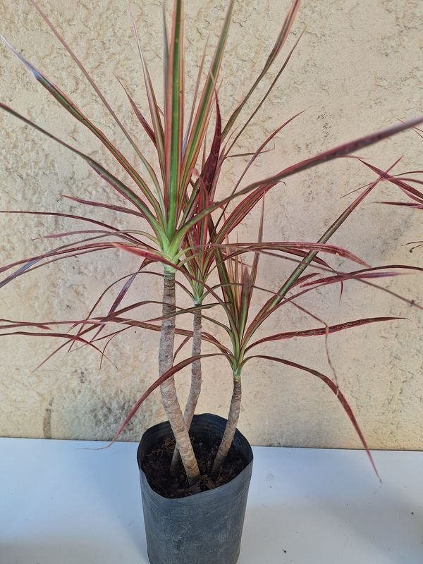 Item 870168 - Image 0