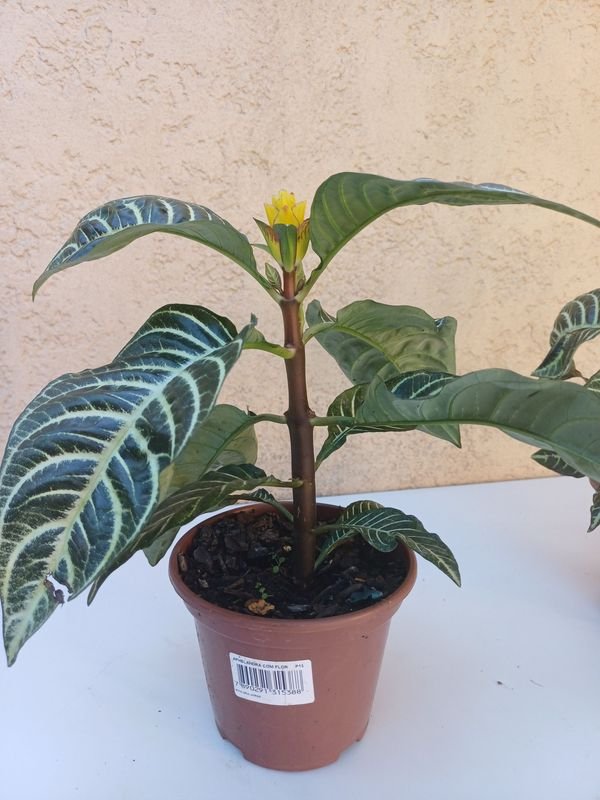 Item 901496 - Image 3