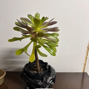 Planta Suculenta Decorativa en Maceta Negra - imagen 2