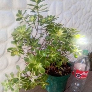Aeonium Kiwi 'Dream Color' en Maceta Verde - Planta Suculenta - imagen 1