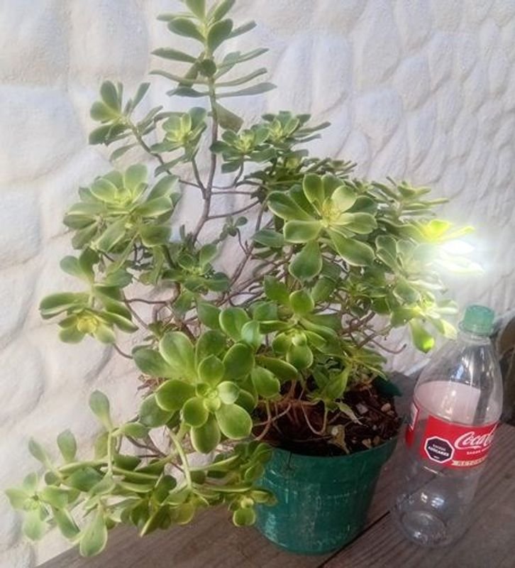 Aeonium Kiwi 'Dream Color' en Maceta Verde - Planta Suculenta