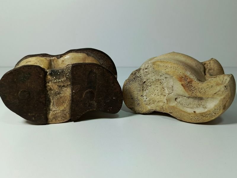 Par de tabas antiguas en hueso con apliques de hierro forjado - imagen 3