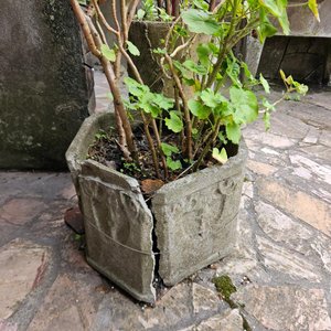 3 Macetones Grandes con Plantas: Malvón, Aloe y Más - imagen 4