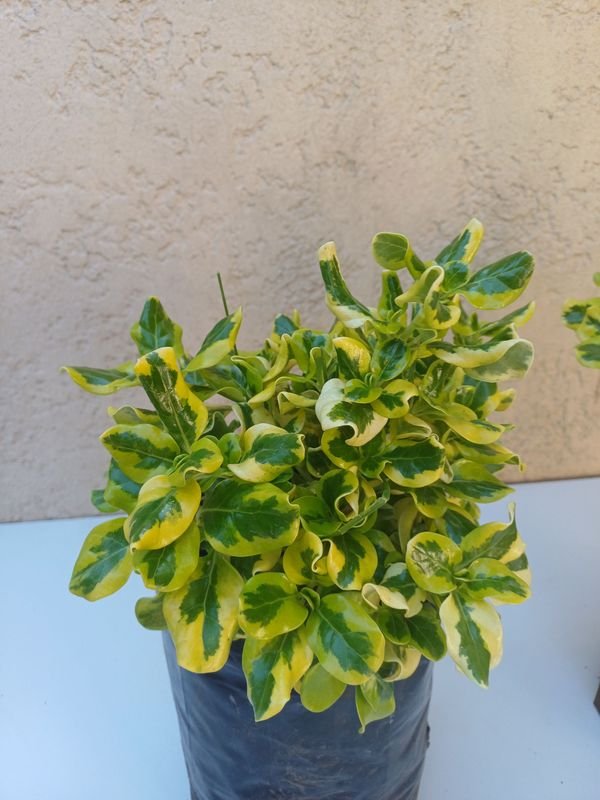 Item 875534 - Image 5