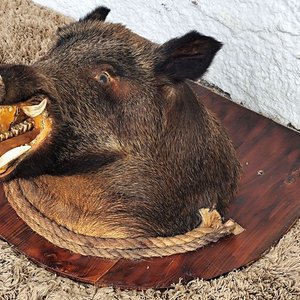 Cabeza de Jabalí Taxidermizada con Colmillos sobre Placa de Madera - imagen 10