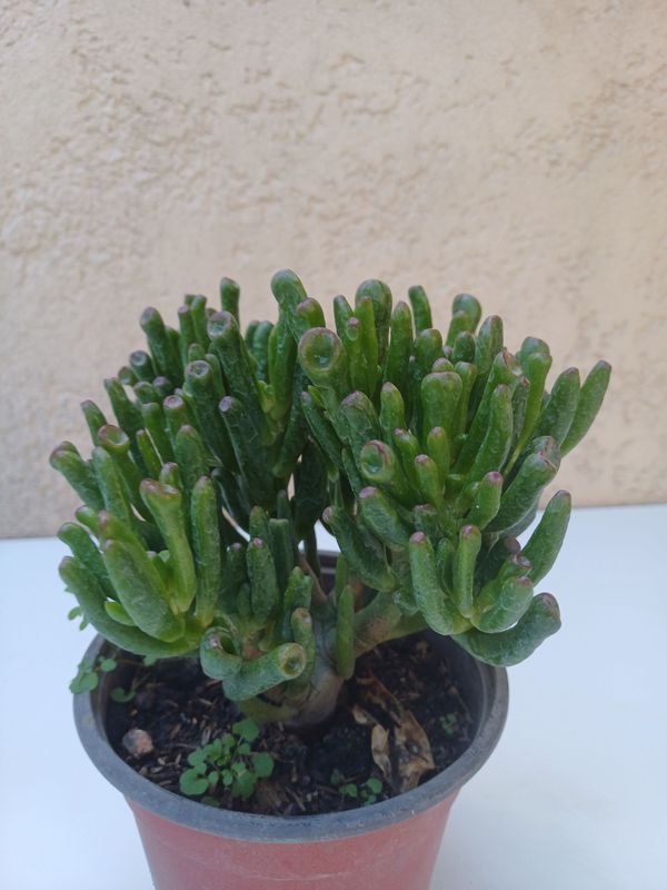 Item 901492 - Image 0