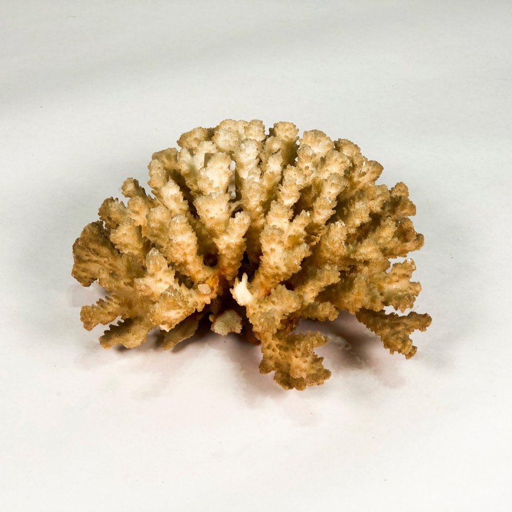 Lote siguiente: Piedra de coral de 19 cm - Análisis detallado