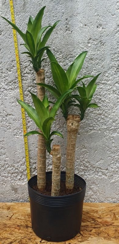 Item 929856 - Image 0