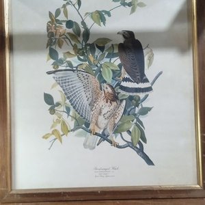lámina enmarcada de la obra Broad-winged Hawk (Halcón de alas anchas) de la famosa colección The Birds of America (Aves de América) de John James Audubon - imagen 1