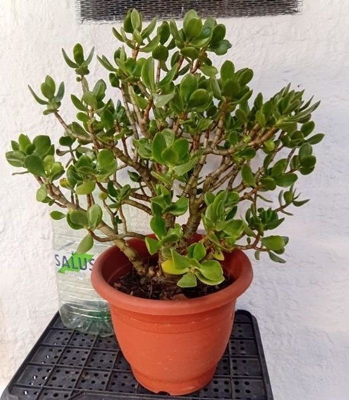 Lote anterior: Árbol de Jade (Crassula Ovata) gran tamaño