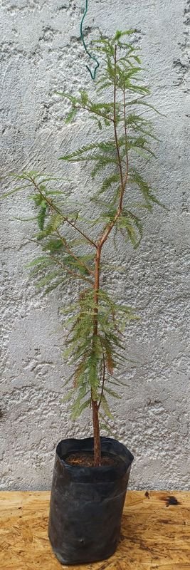 Lote siguiente: Árbol de Cipre Calvo en maceta