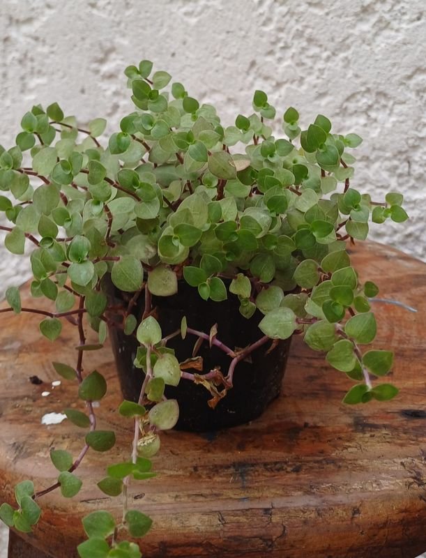 Item 929855 - Image 2