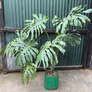 Lote anterior: Monstera Deliciosa Grande en Maceta Verde