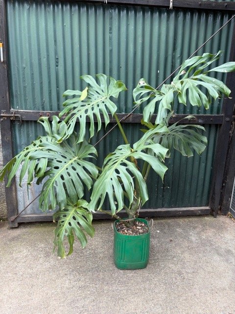 Monstera Deliciosa Grande en Maceta Verde