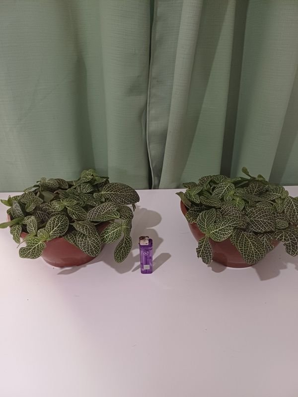 Item 848676 - Image 1