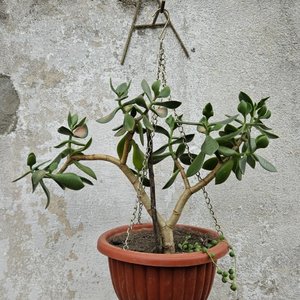 Lote anterior: Árbol de Jade en Maceta Colgante