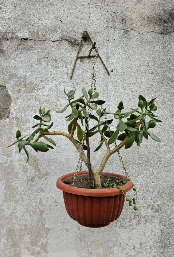 Árbol de Jade en Maceta Colgante