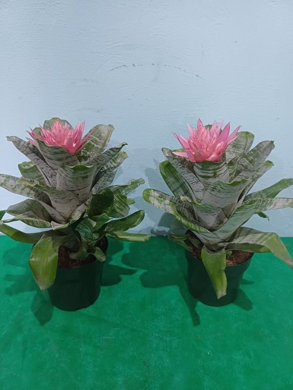 Item 901551 - Image 5